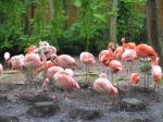 Tag 7: Flamingoland